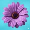 velvet_daisy1